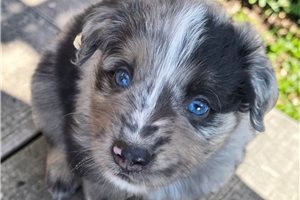 Fletcher - Australian Shepherd for sale