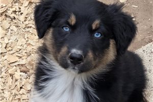 Kassandra - Australian Shepherd for sale