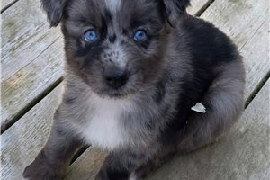 Perseus - Australian Shepherd for sale