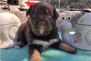 Nico - puppy for sale