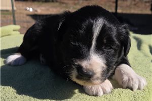 Krissy - Australian Shepherd for sale