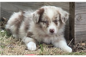Naomi - Australian Shepherd for sale