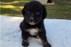 Peyton - Australian Shepherd for sale