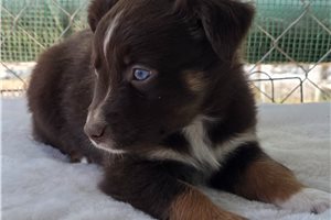 Nikki - Australian Shepherd for sale