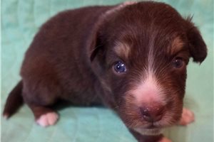 Clarence - Australian Shepherd for sale