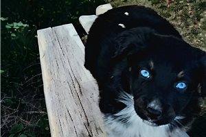 Ink - puppy for sale