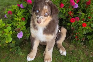 Corrine - puppy for sale