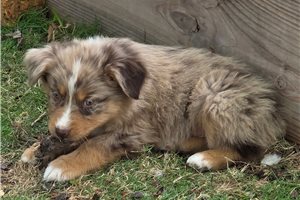 Noland - Australian Shepherd for sale