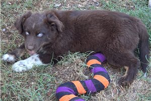 Clement, a Australian Shepherd puppy