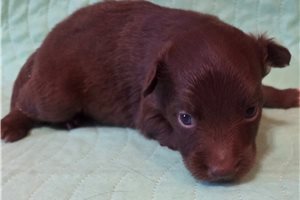 Cirrus - Australian Shepherd for sale