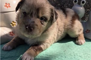 Nevaeh - Australian Shepherd for sale
