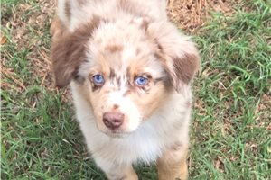 Cisko - Australian Shepherd for sale