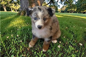Pandora - Australian Shepherd for sale