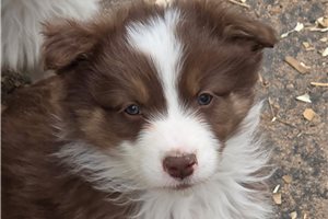 Lucas - puppy for sale