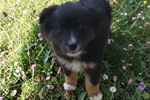 Lorraine - Australian Shepherd for sale