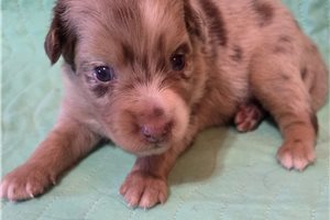 Cisko - Australian Shepherd for sale