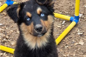 Garfield - Australian Shepherd for sale