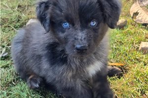 Ford - puppy for sale