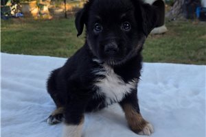 Porter - puppy for sale
