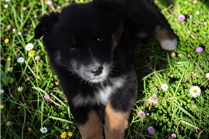 Lorraine - Australian Shepherd for sale