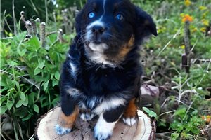 Irina - puppy for sale