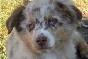 Cisko - Australian Shepherd for sale