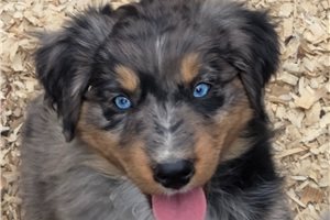 Keegan - Australian Shepherd for sale
