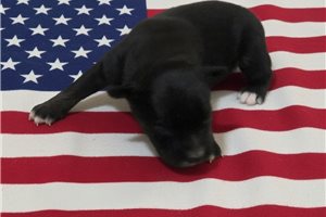 Pheonix - Australian Shepherd for sale