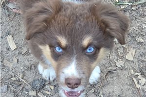 Clarence - Australian Shepherd for sale