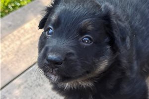 Finn - Australian Shepherd for sale