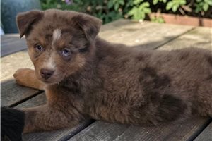 Pharoah - Australian Shepherd for sale