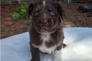 Clement - Australian Shepherd for sale