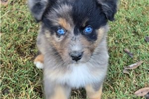 Florence - puppy for sale