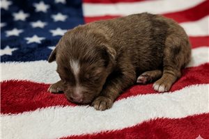 Pharoah - Australian Shepherd for sale