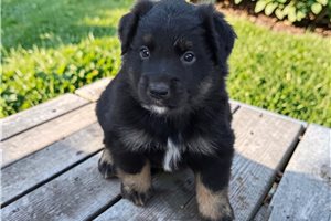 Finn - Australian Shepherd for sale