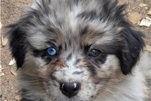 Lacey - Australian Shepherd for sale