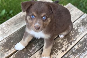 Chuck - Australian Shepherd for sale