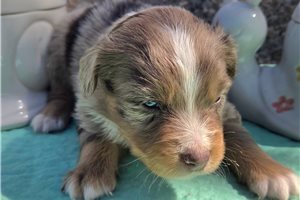 Noland - puppy for sale