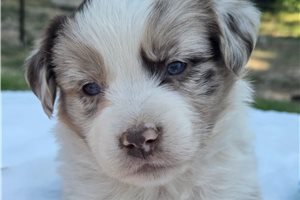 Noreen - Australian Shepherd for sale