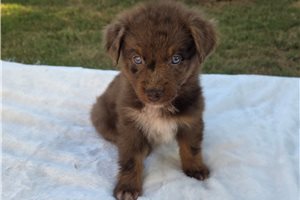 Piper - Australian Shepherd for sale
