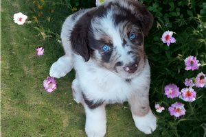 Clarissa - puppy for sale