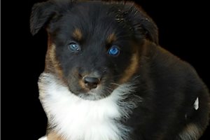 Irwin - puppy for sale