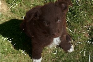 Wilma - puppy for sale