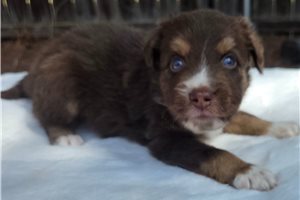 Clarence - Australian Shepherd for sale