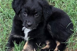 Fantasia - Australian Shepherd for sale