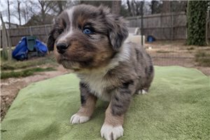 Killian - Australian Shepherd for sale