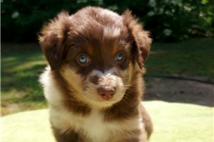 Corrine - puppy for sale