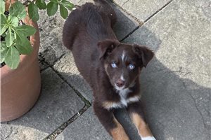 Nikki - Australian Shepherd for sale
