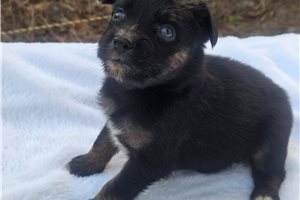Pheonix - Australian Shepherd for sale