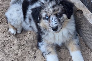 Lacey - Australian Shepherd for sale